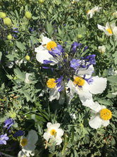 Load image into Gallery viewer, Romneya Womens/Unisex T-Shirt