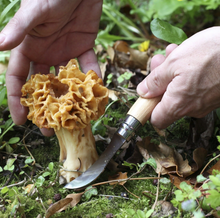 Load image into Gallery viewer, Opinel - No 8 Mushroom Knife
