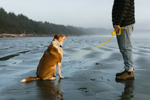 Load image into Gallery viewer, Dog Leash - Cold Surf