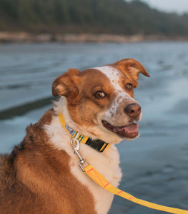 Dog Collar - Regular Size - Cold Surf