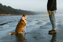Load image into Gallery viewer, Dog Leash - Cold Surf
